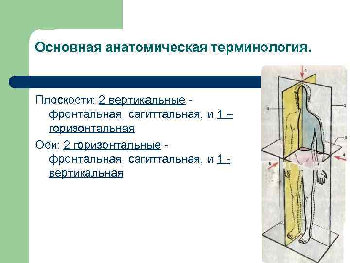 Основная анатомическая терминология. Плоскости: 2 вертикальные фронтальная, сагиттальная, и 1 – горизонтальная Оси: 2