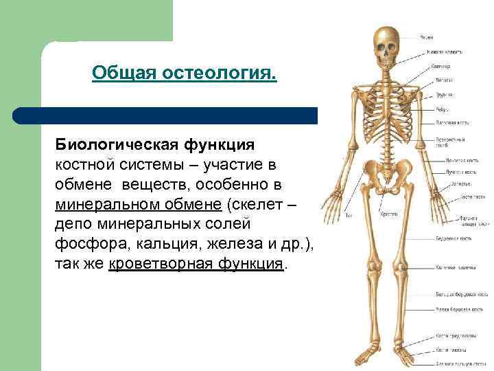 Остеология. Костная система человека состоит. Функции костной системы. Функции костной системы человека. Функции костной системы (скелета)..