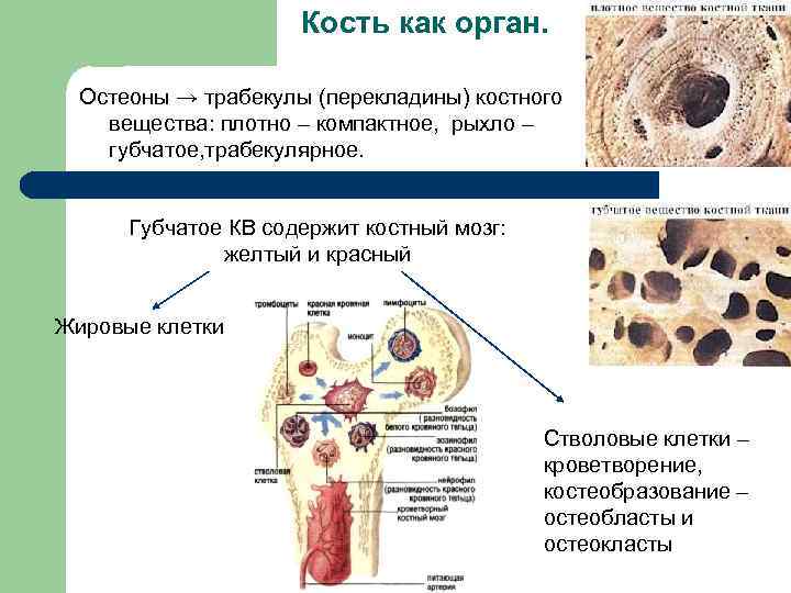 Кость как орган. Остеоны → трабекулы (перекладины) костного вещества: плотно – компактное, рыхло –