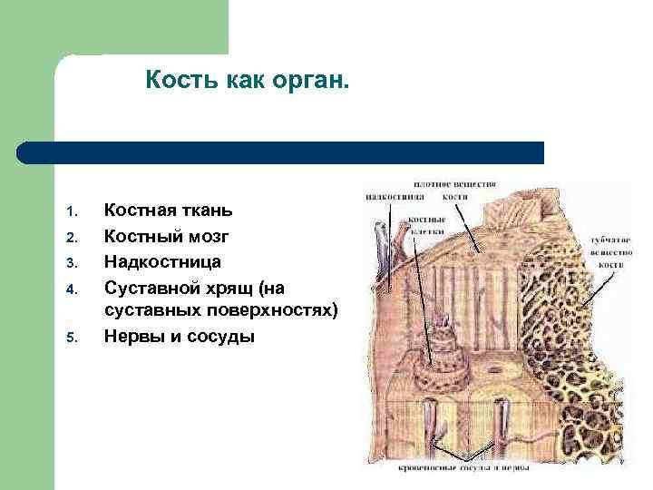 Суставный хрящ какая ткань. Строение кости надкостница хрящ. Кость строение надкостница костный мозг. Костная ткань надкостница. Строение надхрящницы и надкостницы.