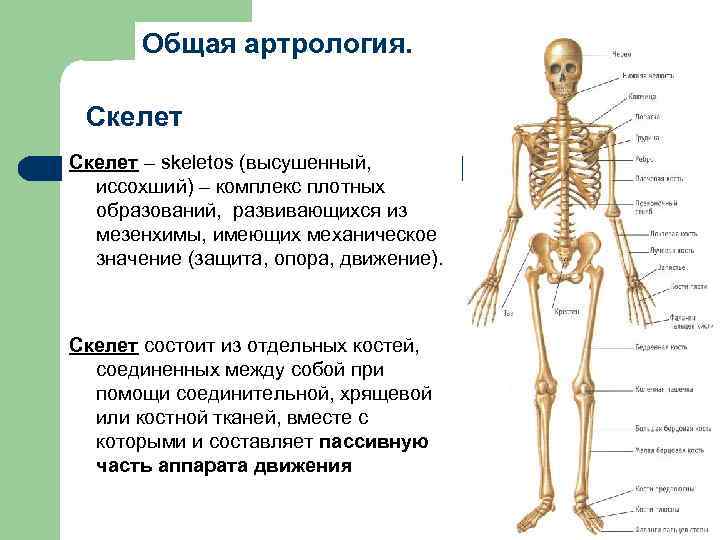 Общая артрология. Скелет – skeletos (высушенный, иссохший) – комплекс плотных образований, развивающихся из мезенхимы,