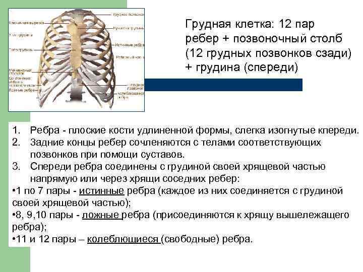 Грудная клетка: 12 пар ребер + позвоночный столб (12 грудных позвонков сзади) + грудина