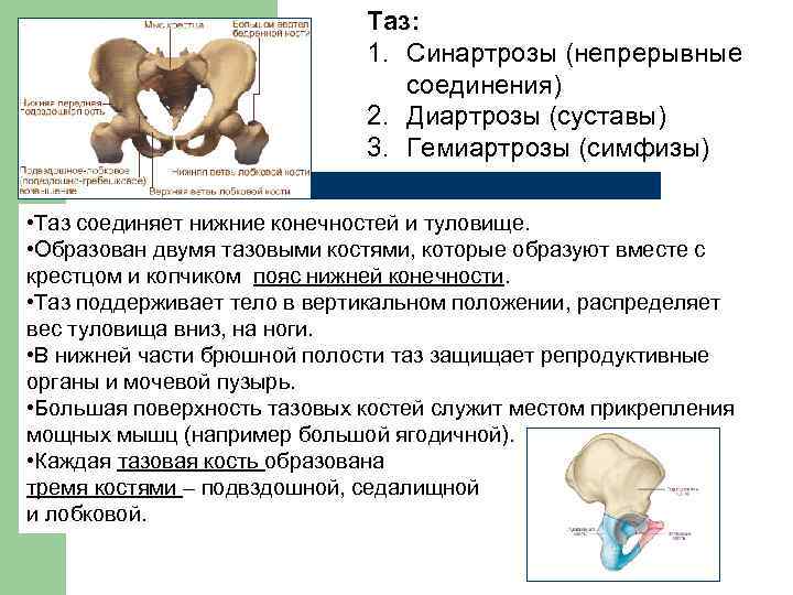 Таз: 1. Синартрозы (непрерывные соединения) 2. Диартрозы (суставы) 3. Гемиартрозы (симфизы) • Таз соединяет