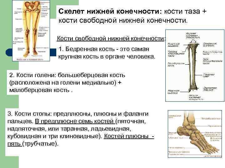 Скелет нижних конечностей человека кости. Кости свободной нижней конечности. Кости свободной нижней конечности бедренная кость. Скелет свободной нижней конечности. Скелет нижних конечностей человека таблица.