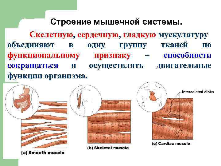 Особенности строения мышечной ткани ответ. Мышцы человека строение и функции. Мышечная система строение и функции. Строение мышечной ткани животных. Основные группы скелетных мышц человека.