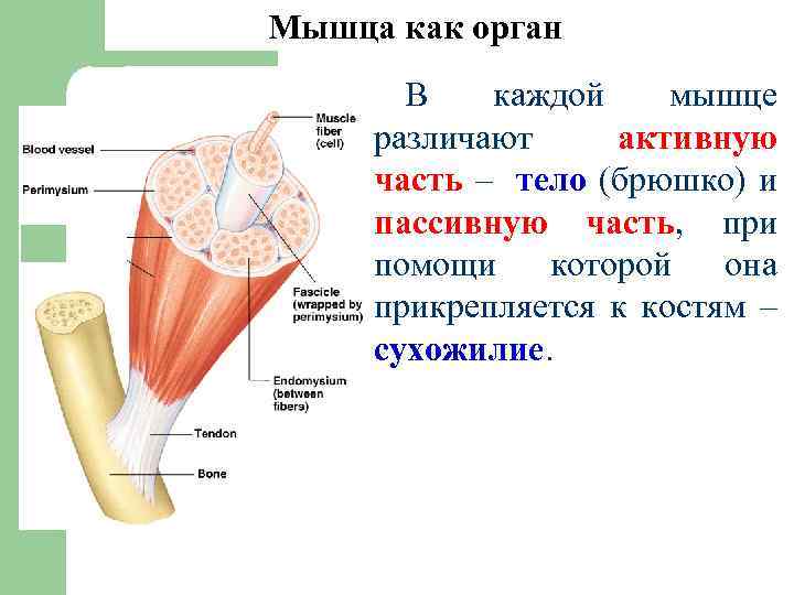 Мышца как орган В каждой мышце различают активную часть – тело (брюшко) и пассивную