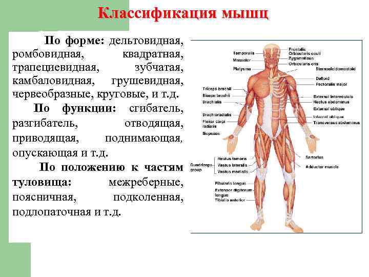 Классификация мышц По форме: дельтовидная, ромбовидная, квадратная, трапециевидная, зубчатая, камбаловидная, грушевидная, червеобразные, круговые, и