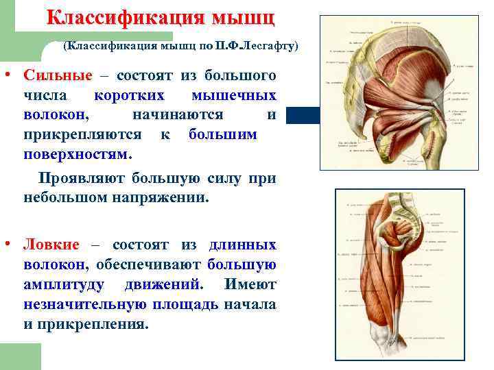 Назовите сильные. Классификация мышц по Лесгафту. Сильные и ловкие мышцы. Классификация мышц по п.ф Лесгафта. Сильные и ловкие мышцы характеристики.