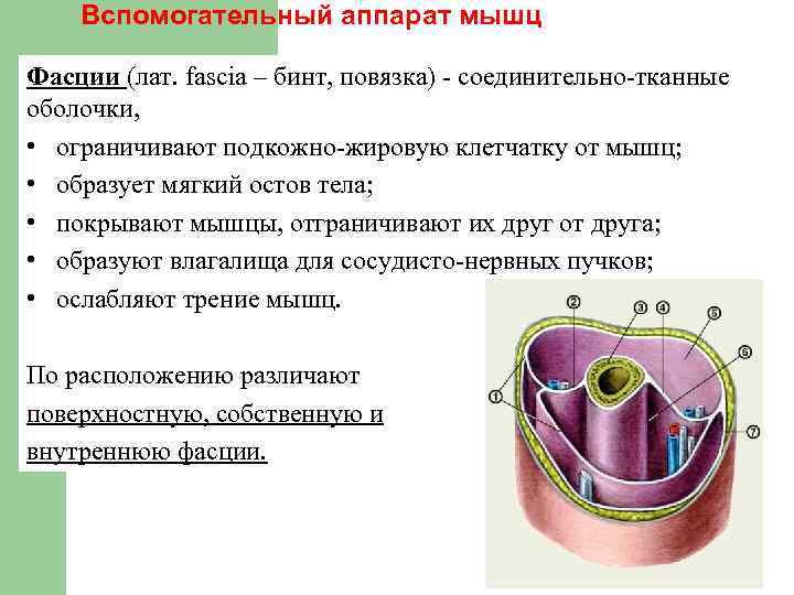 Соединительная оболочка