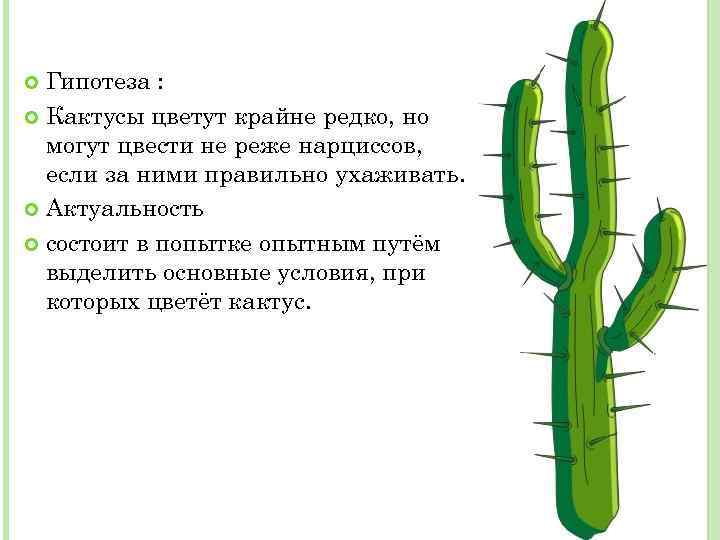 Гипотеза : Кактусы цветут крайне редко, но могут цвести не реже нарциссов, если за