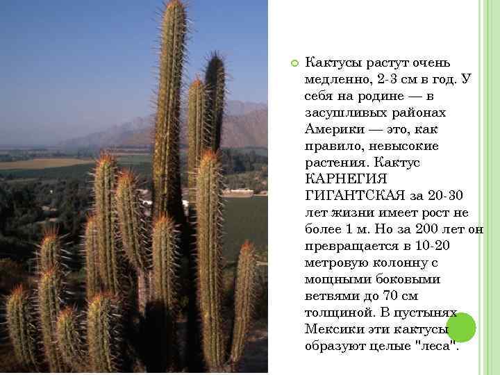  Кактусы растут очень медленно, 2 -3 см в год. У себя на родине