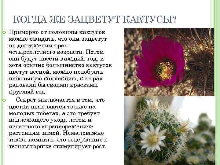КОГДА ЖЕ ЗАЦВЕТУТ КАКТУСЫ? Примерно от половины кактусов можно ожидать, что они зацветут по