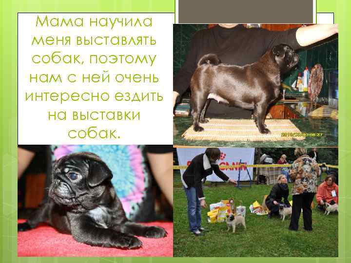Мама научила меня выставлять собак, поэтому нам с ней очень интересно ездить на выставки