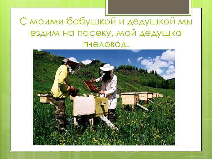 С моими бабушкой и дедушкой мы ездим на пасеку, мой дедушка пчеловод. 