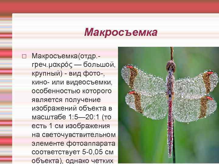 Макросъемка Макросъемка(отдр. греч. μακρός — большой, крупный) - вид фото-, кино- или видеосъемки, особенностью