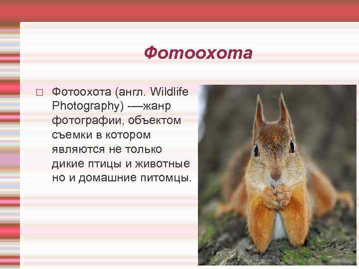 Фотоохота (англ. Wildlife Photography) -—жанр фотографии, объектом съемки в котором являются не только дикие