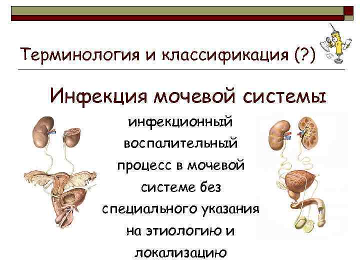 Терминология и классификация (? ) Инфекция мочевой системы инфекционный воспалительный процесс в мочевой системе