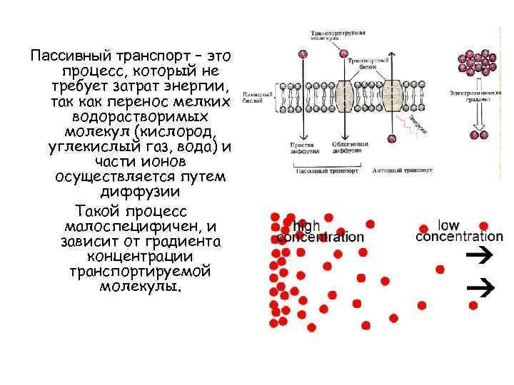 Пассивный транспорт – это процесс, который не требует затрат энергии, так как перенос мелких