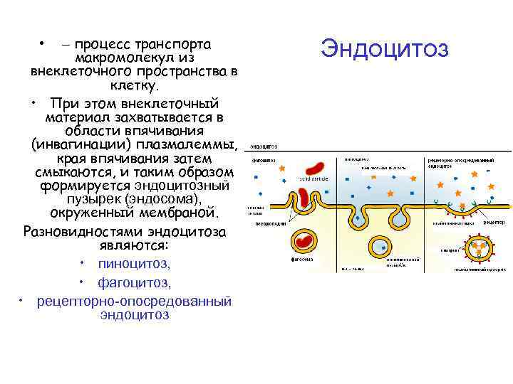 Эндоцитоз транспорт. Эндоцитоз клетки. Экзоцитоз эндоцитоз строение и функции. Эндоцитоз схема. Эндоцитоз последовательность процессов.