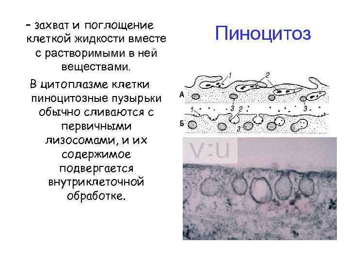 – захват и поглощение клеткой жидкости вместе с растворимыми в ней веществами. В цитоплазме