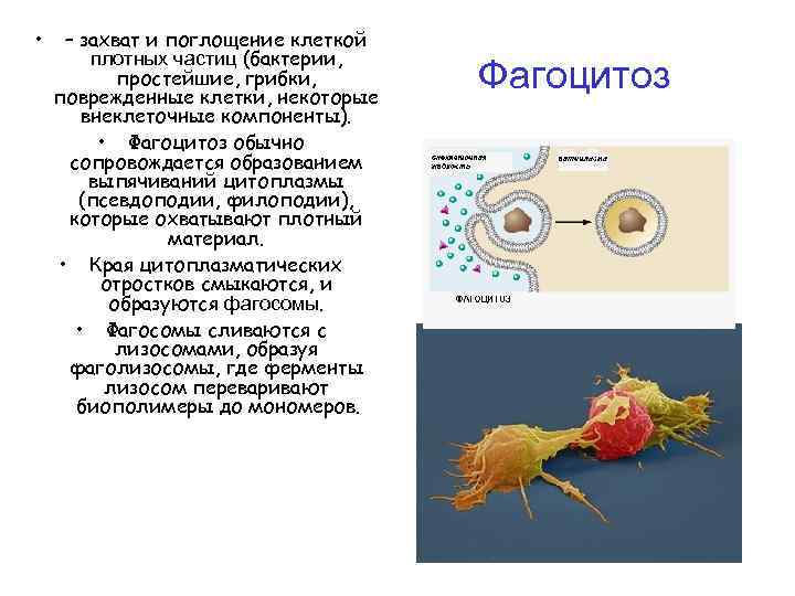  • – захват и поглощение клеткой плотных частиц (бактерии, простейшие, грибки, поврежденные клетки,