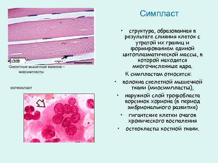 Симпласт • Скелетные мышечные волокна – миосимпласты остеокласт структура, образованная в результате слияния клеток