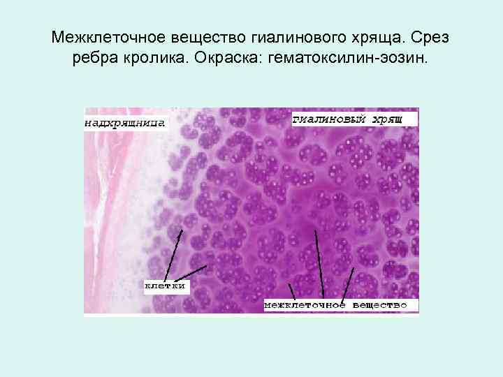 Межклеточное вещество гиалинового хряща. Срез ребра кролика. Окраска: гематоксилин-эозин. 