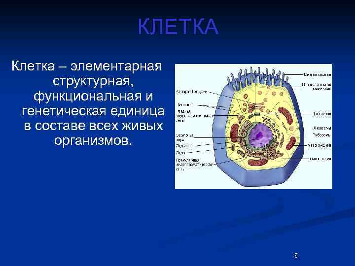 Клетка структурная и функциональная единица живого организма. Клетка структурная и функциональная единица живого. Клетка структурно функциональная единица организма. Клетка структурно функциональная единица жизни. Клетка как элементарная структурная единица всех живых организмов.