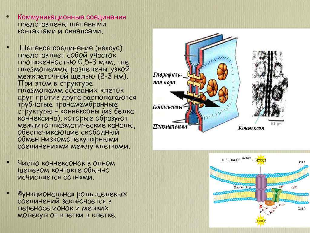  • Коммуникационные соединения представлены щелевыми контактами и синапсами. • Щелевое соединение (нексус) представляет