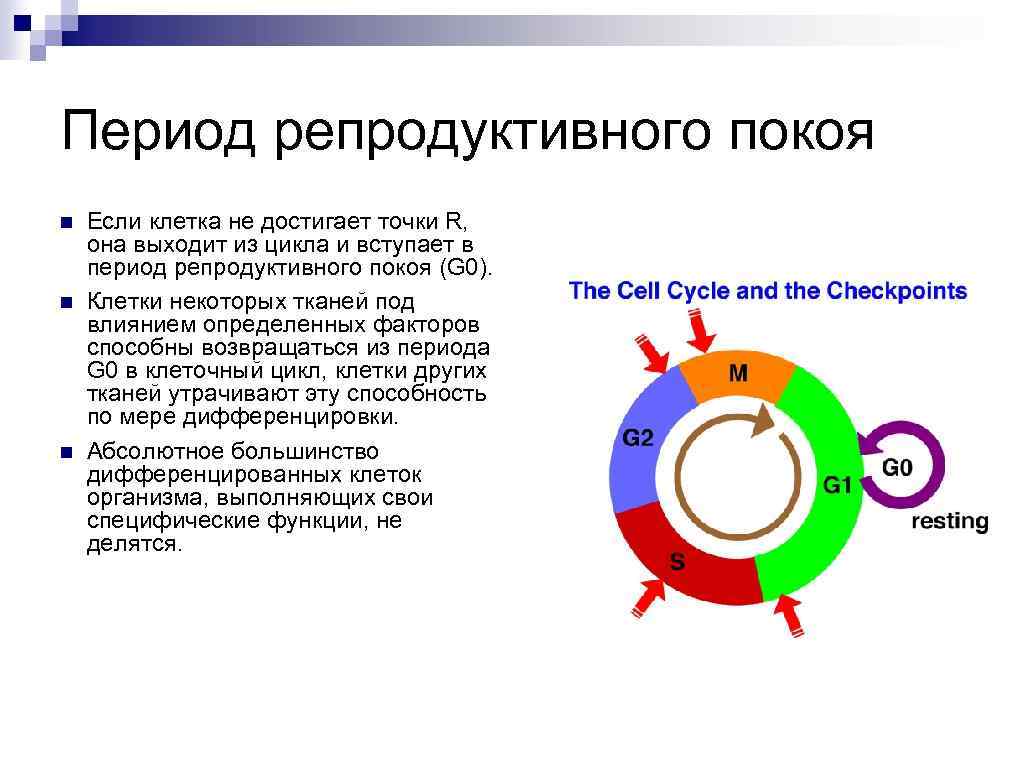 Период репродуктивного покоя n n n Если клетка не достигает точки R, она выходит