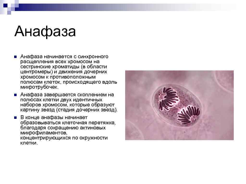 Анафаза n n n Анафаза начинается с синхронного расщепления всех хромосом на сестринские хроматиды