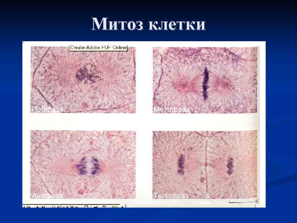 Митоз клетки 