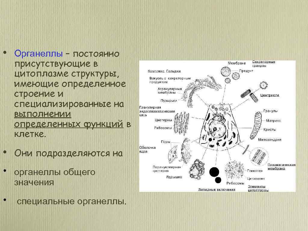 Органеллы рисунок