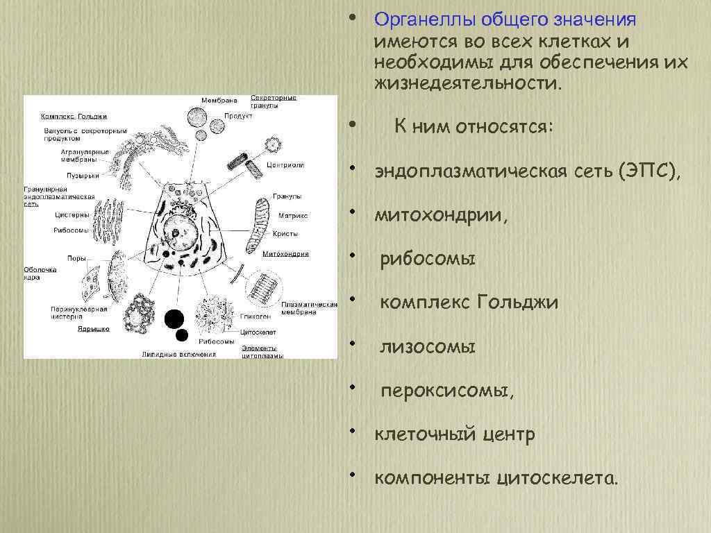  • • Органеллы общего значения имеются во всех клетках и необходимы для обеспечения