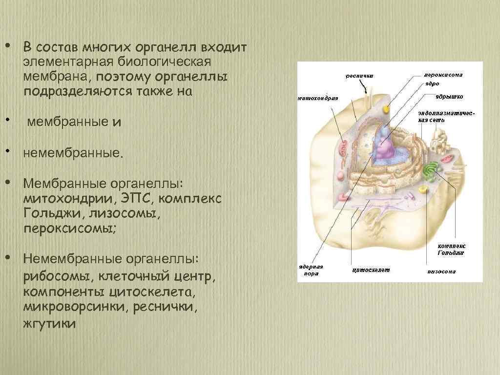  • В состав многих органелл входит элементарная биологическая мембрана, поэтому органеллы подразделяются также