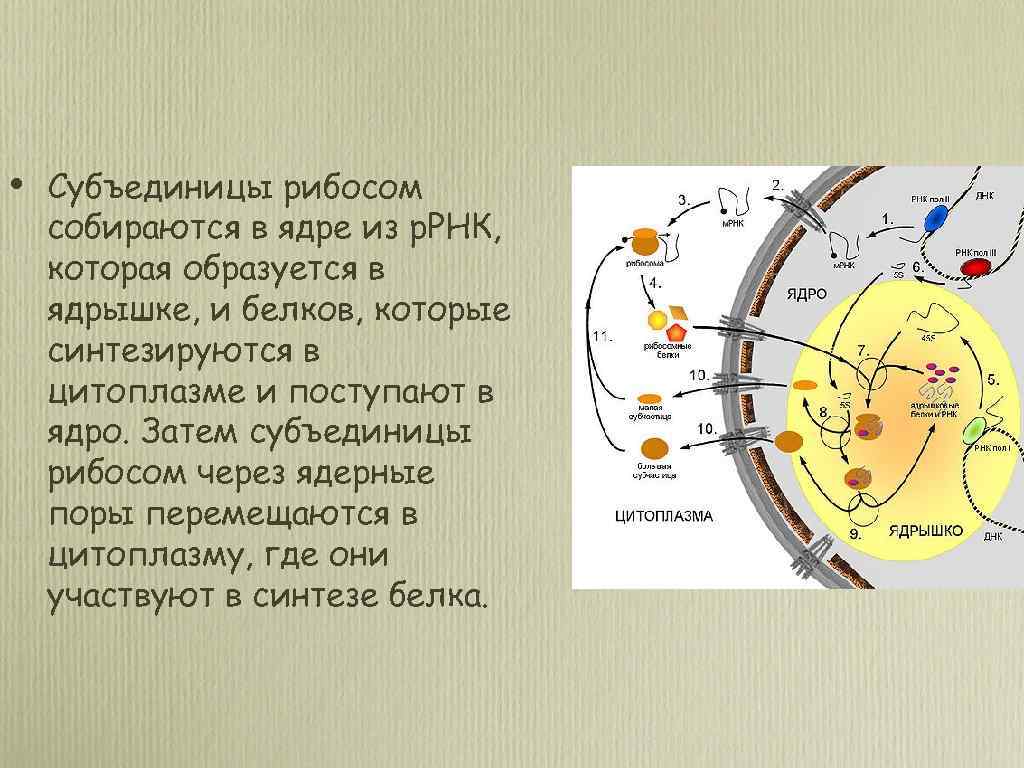  • Субъединицы рибосом собираются в ядре из р. РНК, которая образуется в ядрышке,