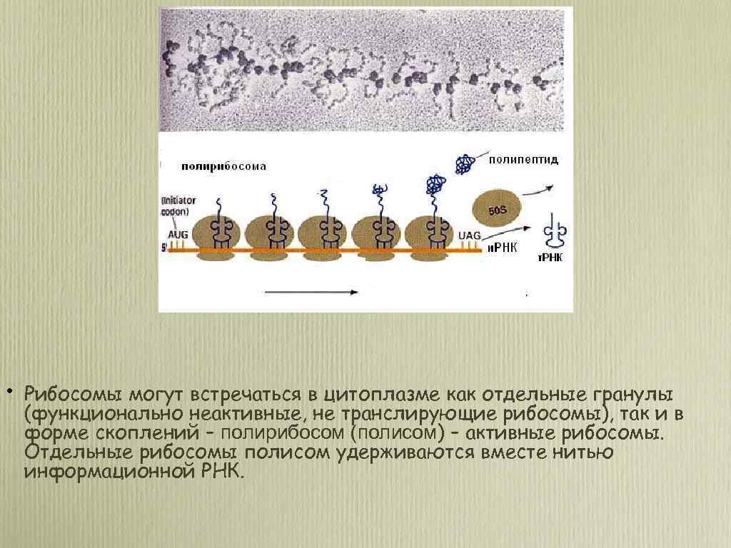  • Рибосомы могут встречаться в цитоплазме как отдельные гранулы (функционально неактивные, не транслирующие