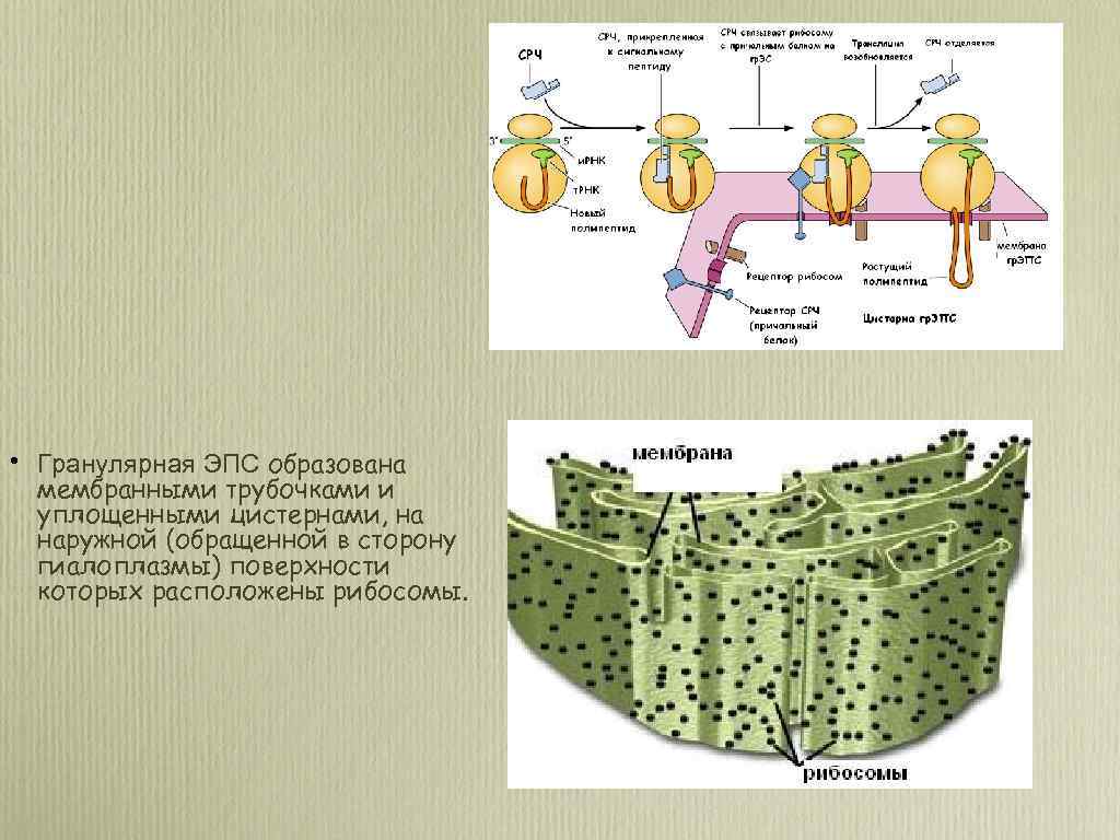  • Гранулярная ЭПС образована мембранными трубочками и уплощенными цистернами, на наружной (обращенной в