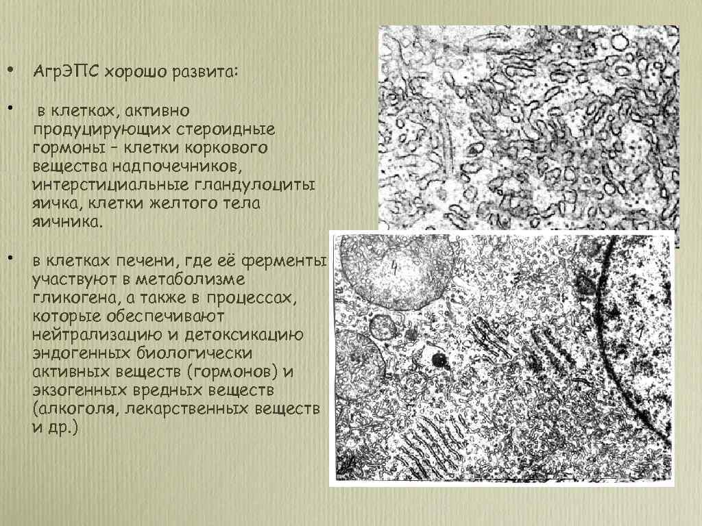  • Агр. ЭПС хорошо развита: • в клетках, активно продуцирующих стероидные гормоны –