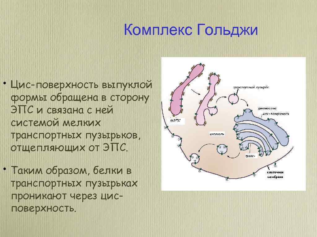 Комплекс Гольджи • Цис-поверхность выпуклой формы обращена в сторону ЭПС и связана с ней