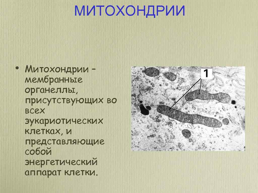 МИТОХОНДРИИ • Митохондрии – мембранные органеллы, присутствующих во всех эукариотических клетках, и представляющие собой