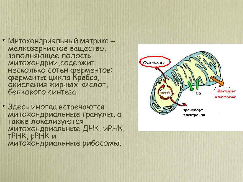  • Митохондриальный матрикс – мелкозернистое вещество, заполняющее полость митохондрии, содержит несколько сотен ферментов: