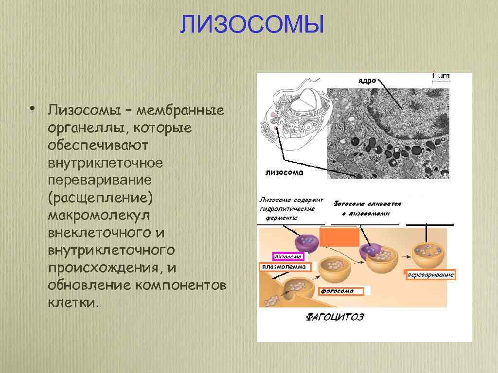 ЛИЗОСОМЫ • Лизосомы – мембранные органеллы, которые обеспечивают внутриклеточное переваривание (расщепление) макромолекул внеклеточного и