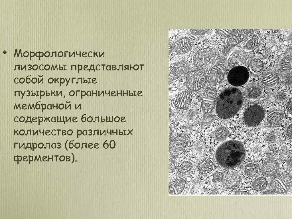  • Морфологически лизосомы представляют собой округлые пузырьки, ограниченные мембраной и содержащие большое количество