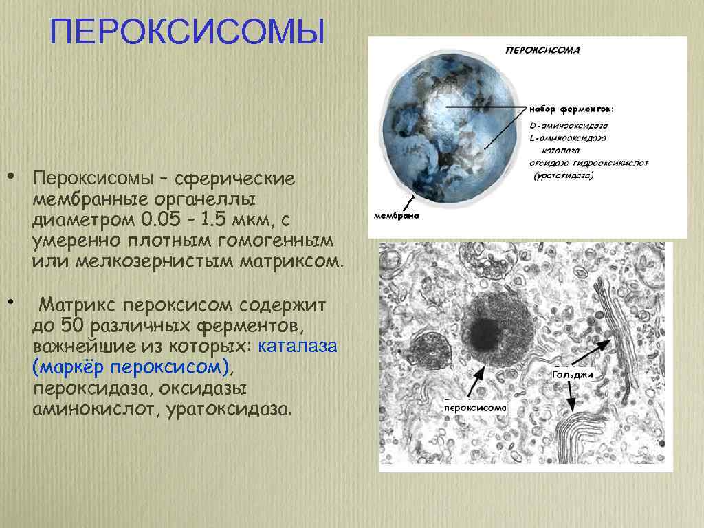 ПЕРОКСИСОМЫ • Пероксисомы – сферические мембранные органеллы диаметром 0. 05 – 1. 5 мкм,