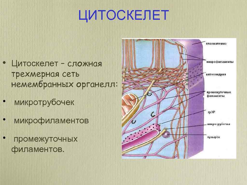 ЦИТОСКЕЛЕТ • Цитоскелет – сложная трехмерная сеть немембранных органелл: • микротрубочек • микрофиламентов •