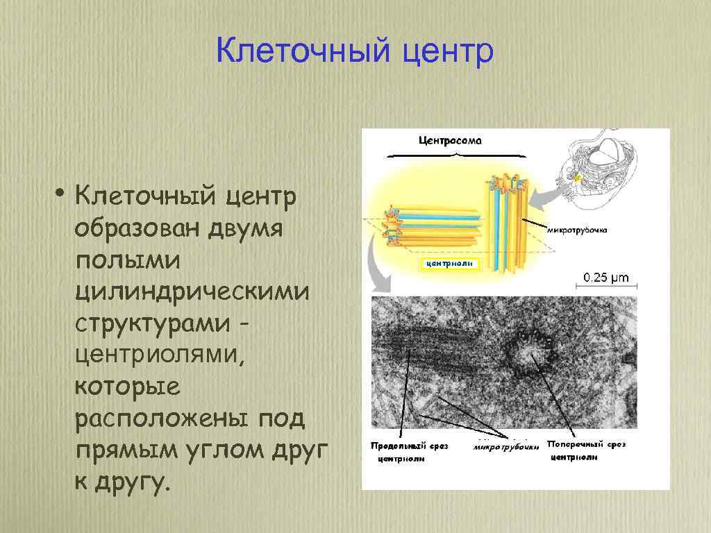 Клеточный центр • Клеточный центр образован двумя полыми цилиндрическими структурами центриолями, которые расположены под