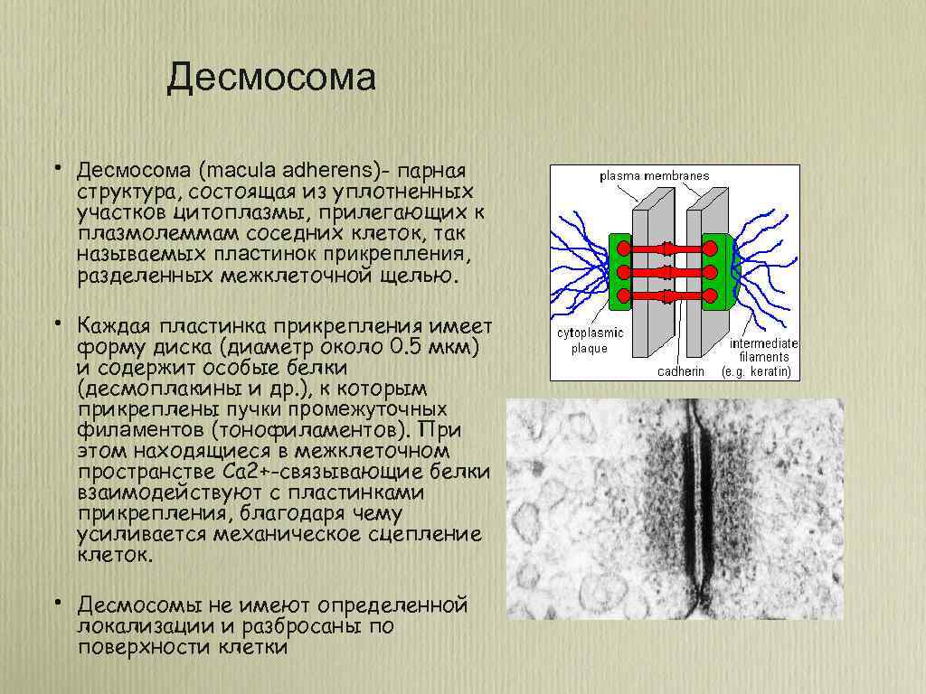 Сложные соединения клеток. Функции десмосомы гистология. Десмосомы и полудесмосомы. Схема строения межклеточных контактов. Десмосомы тонофиламенты полудесмосомы.