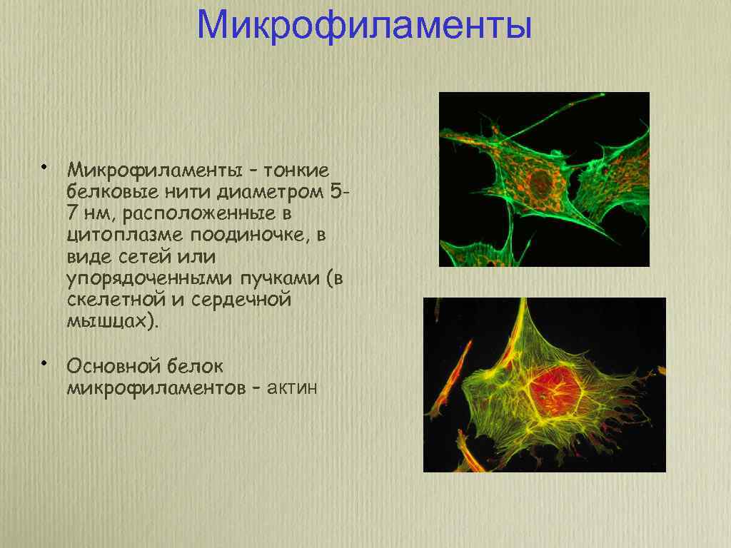 Микрофиламенты • Микрофиламенты – тонкие белковые нити диаметром 57 нм, расположенные в цитоплазме поодиночке,