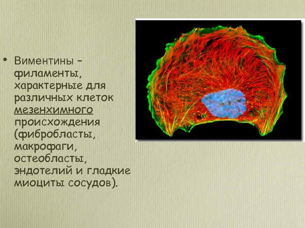  • Виментины – филаменты, характерные для различных клеток мезенхимного происхождения (фибробласты, макрофаги, остеобласты,